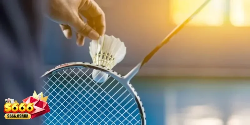 Cá cược cầu lông Cá cược cầu lông