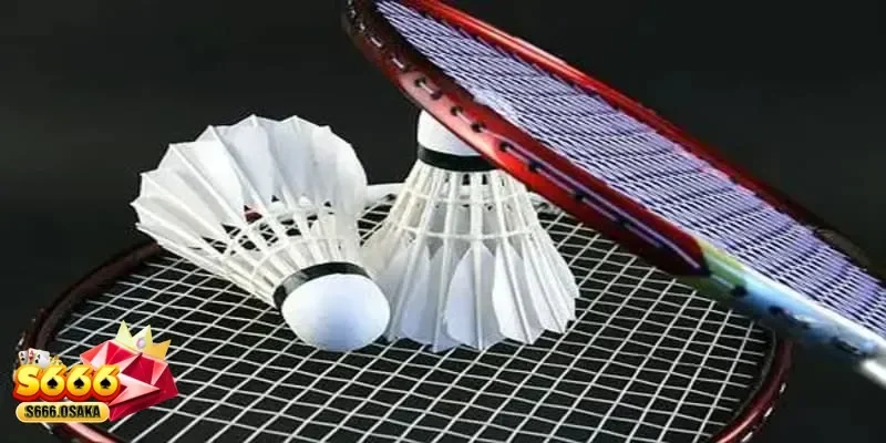 Cá cược cầu lông Cá cược cầu lông