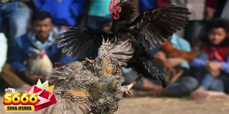 đá gà C1 đá gà C1