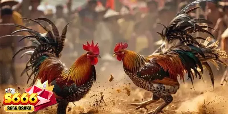 đá gà C1 đá gà C1