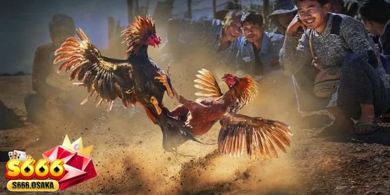 đá gà C1 đá gà C1